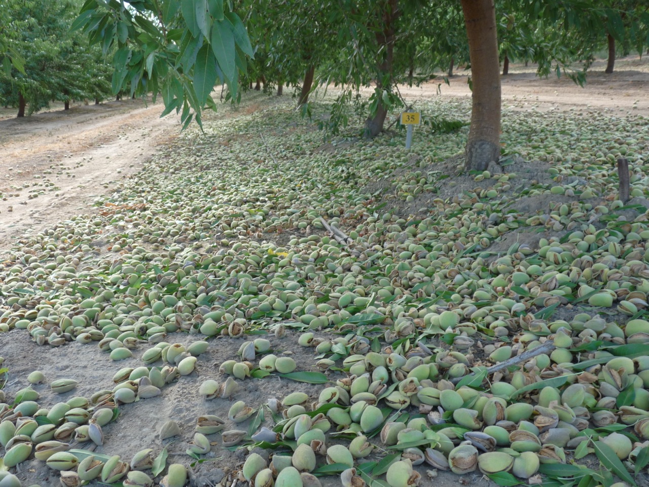 Early Almond harvest