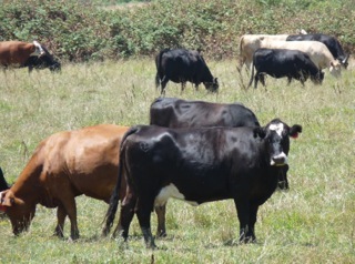 California Cattle Industry