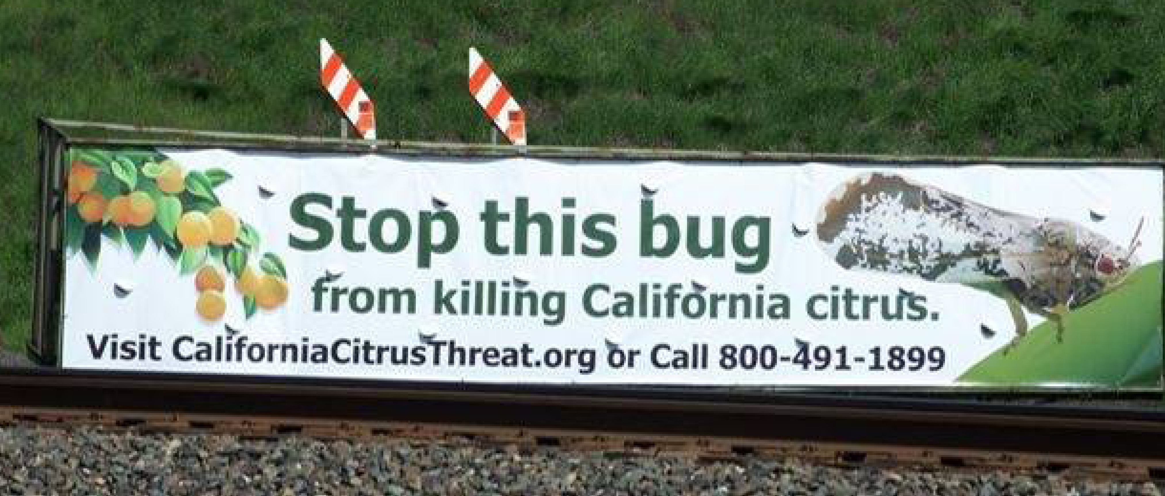 Protecting California Citrus