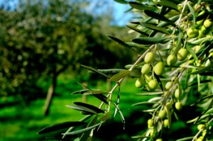 olive oil