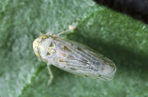 Adult beet leafhopper