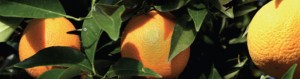 UC IPM Oranges