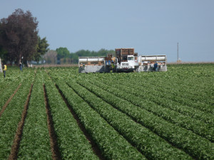 Lettuce Harvest in Fresno County