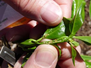 Asian Citrus Psyllid Evidence on New Growth (Source: California Ag Today
