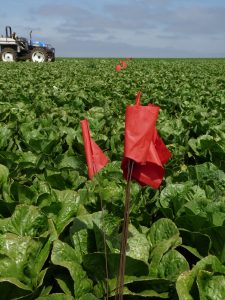 fsma food safety flags in the field mean stop harvest here