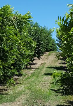 California Pecan Orchard California Pecan Orchard