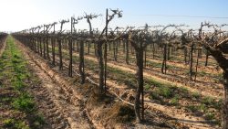 IMG_0810_California grapevine California grapevine rootstock