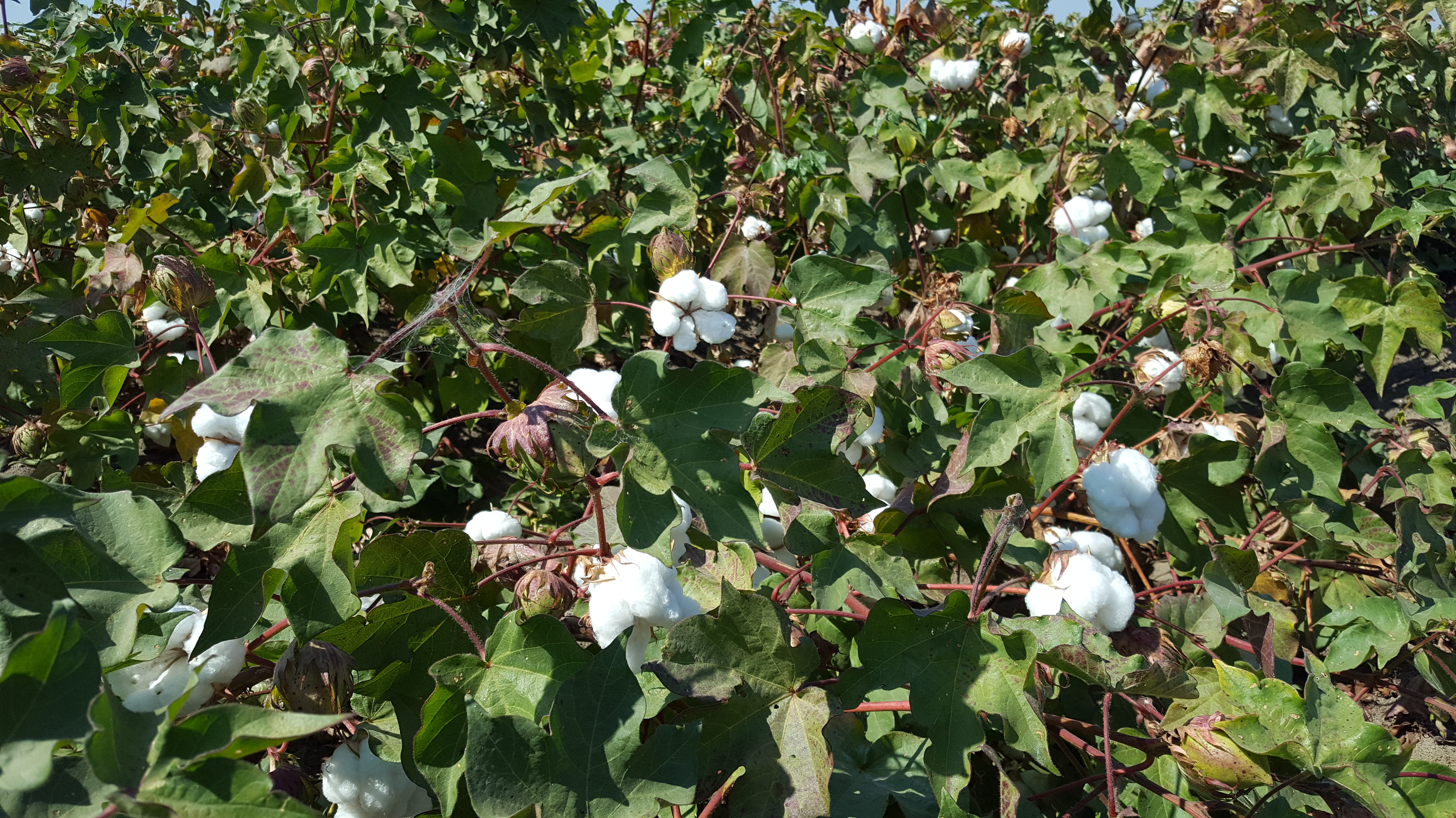 California Cotton, Merced County, Sept 2016
