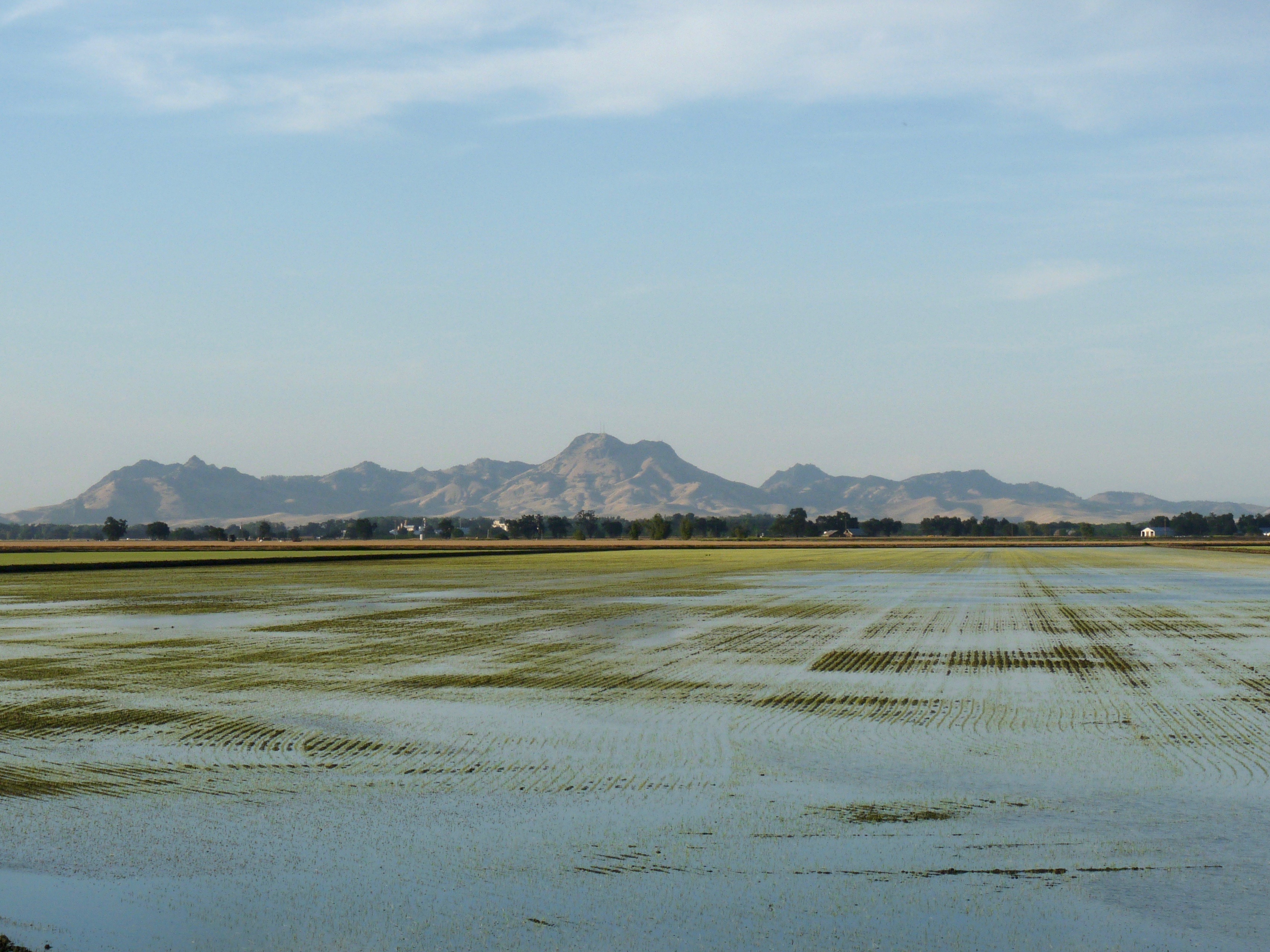 California-rice-field with Sutter Buttes in Background
