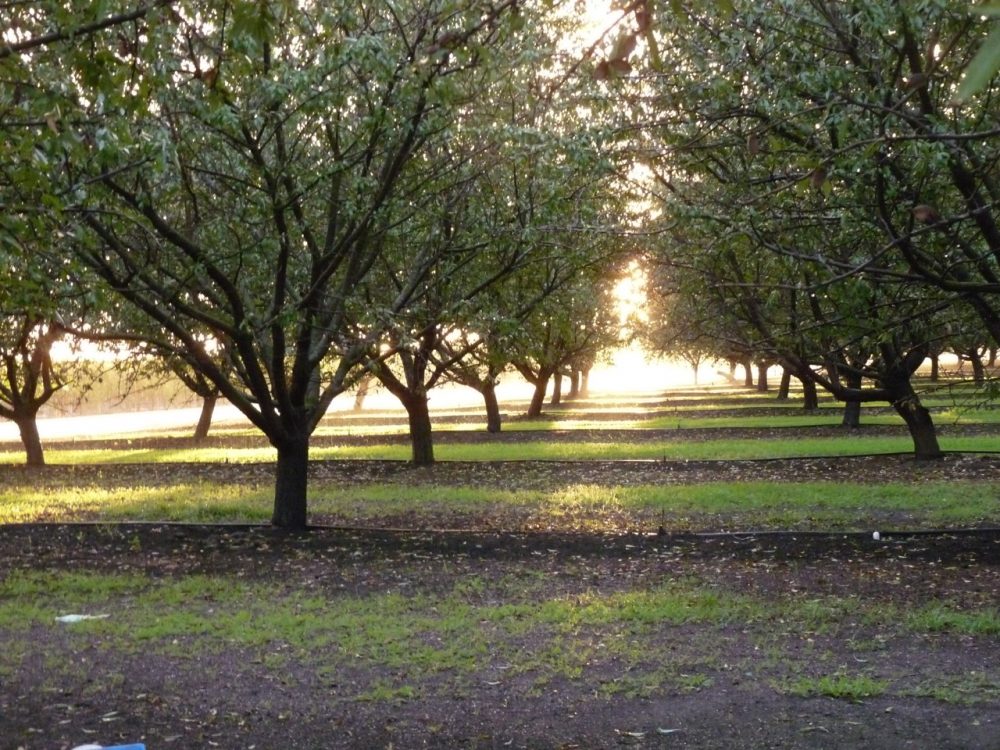 New Aerial Images to Help Almond Farmers California Agriculture News