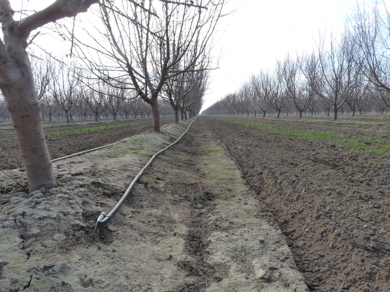 Almond irrigation