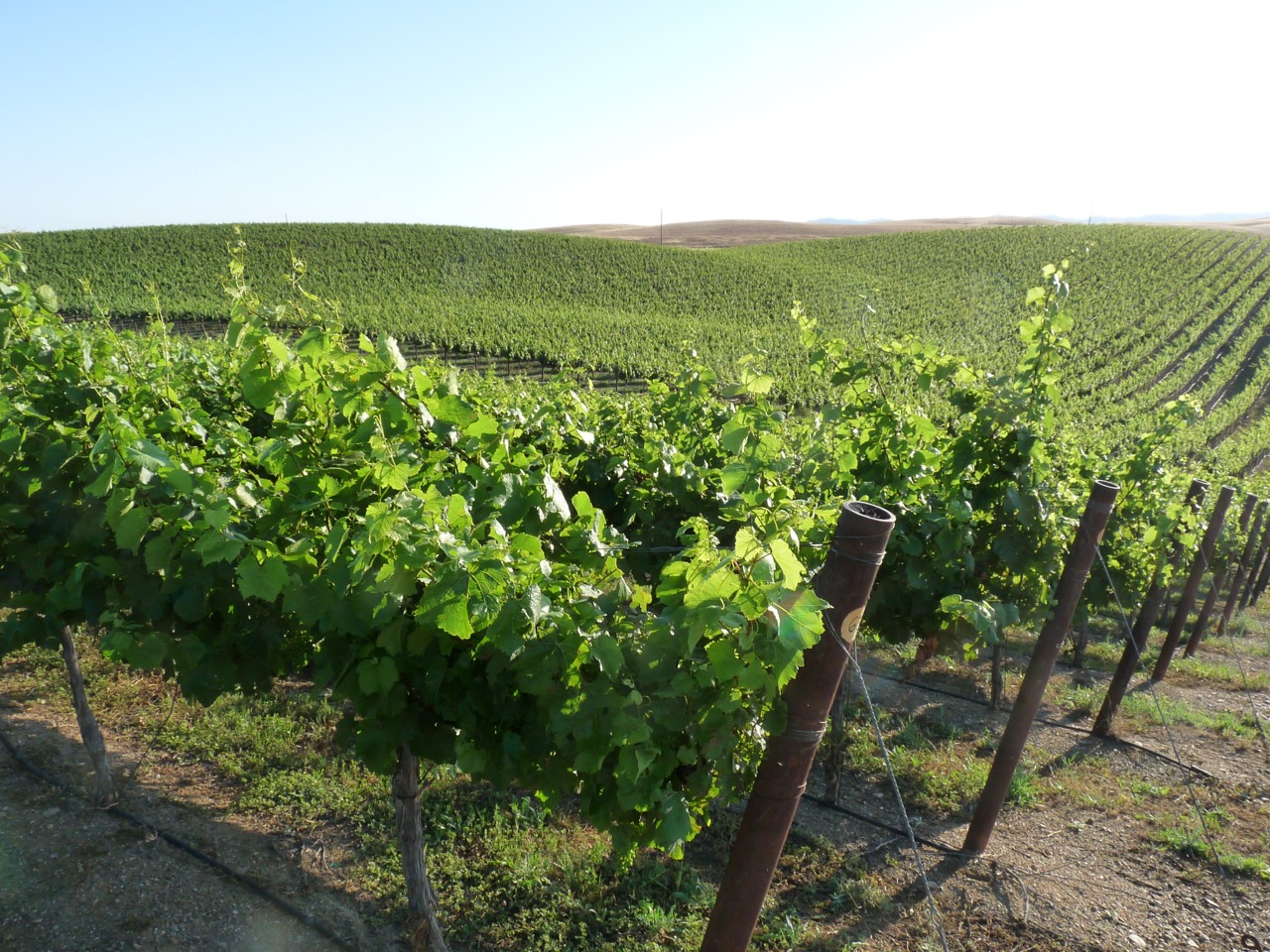 California Winegrape Vineyard