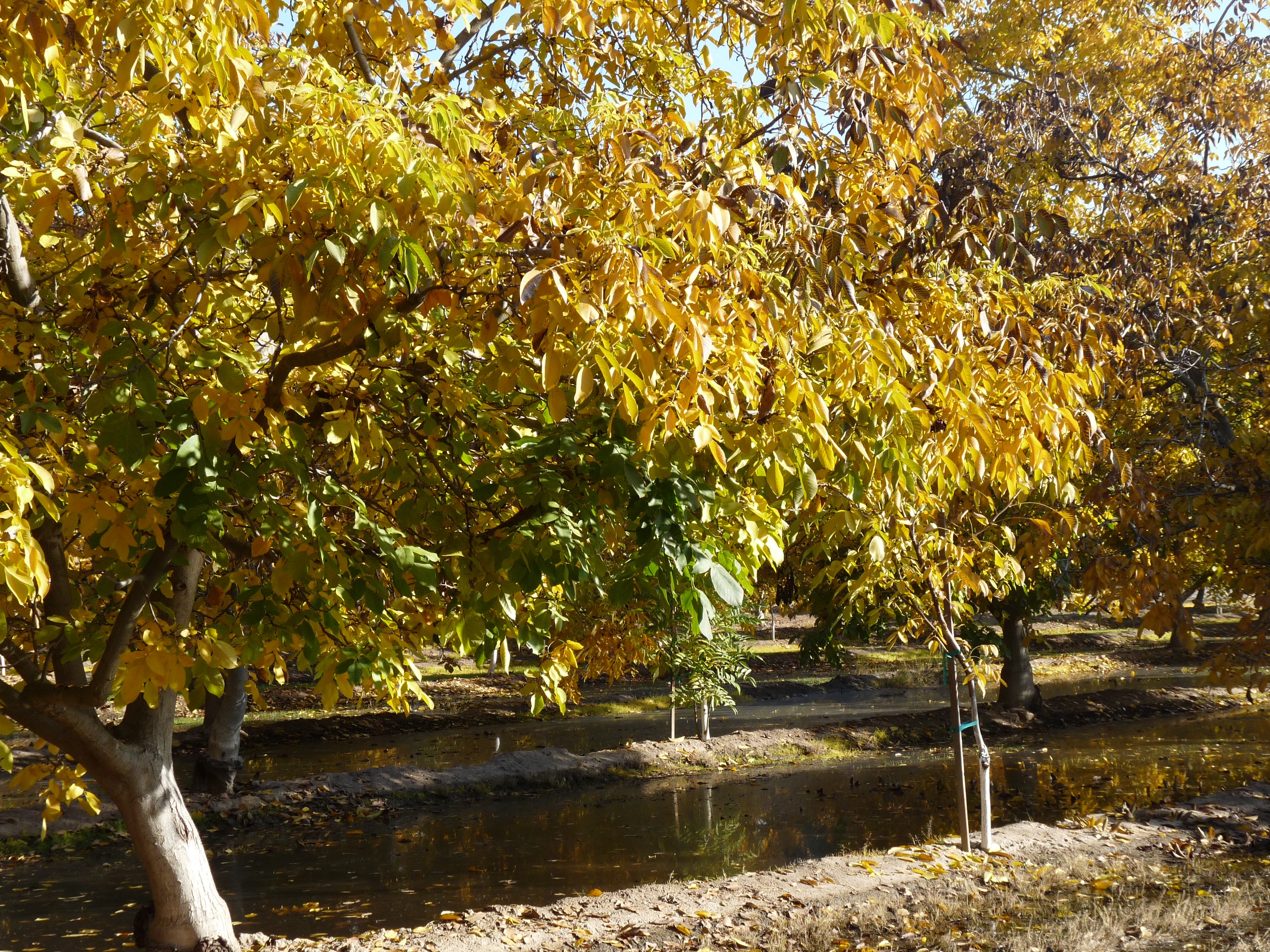 Fall Walnut Orchard Free of Excess Boron