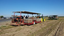 Sweet Potato Harvest in Calif.