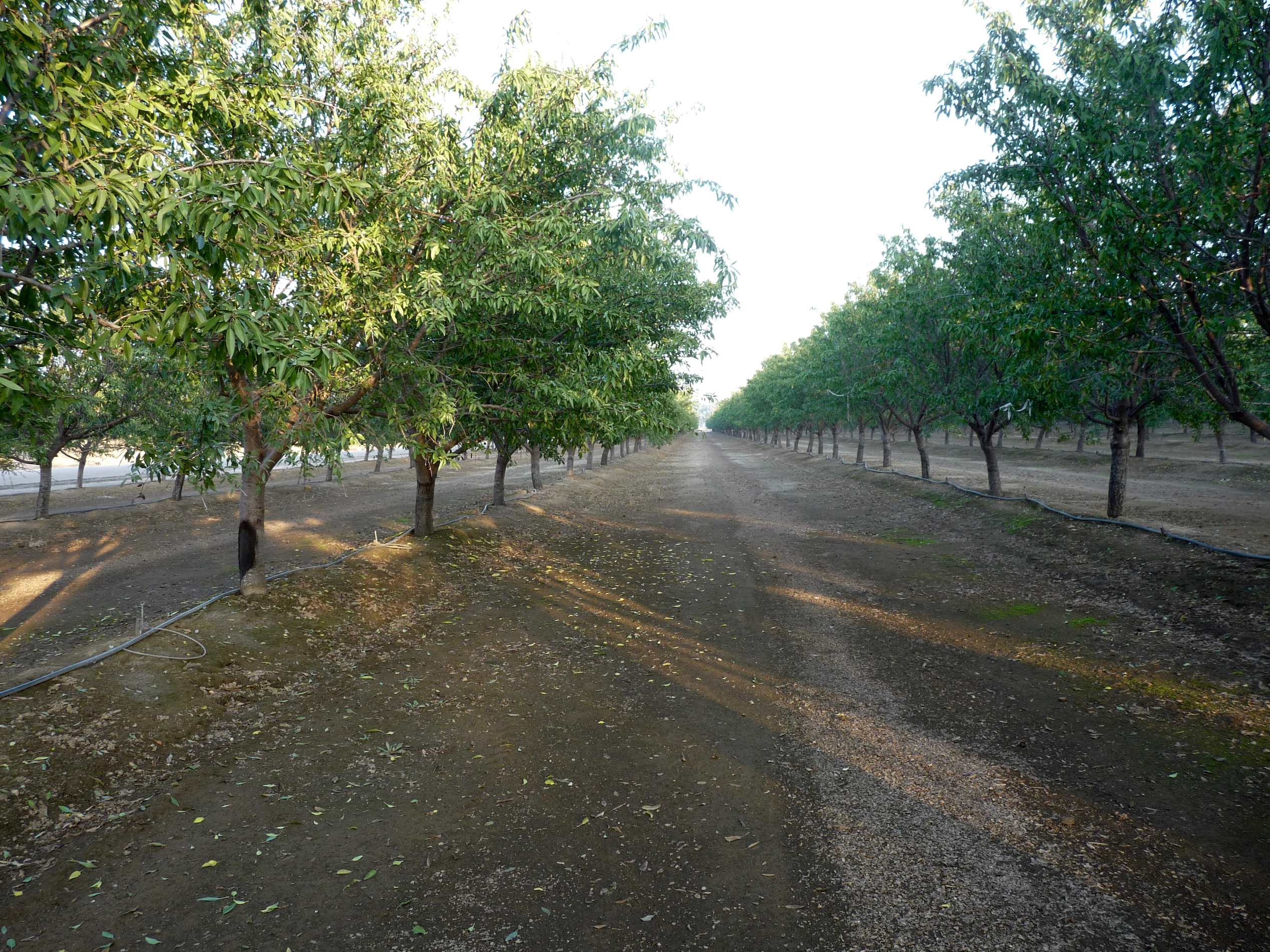 Almond_Orchard legistlative pressure
