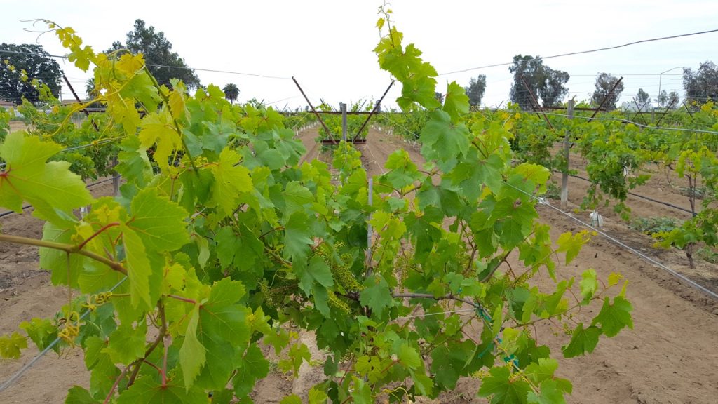 California Table Grape Growers Archives California Agriculture News Today