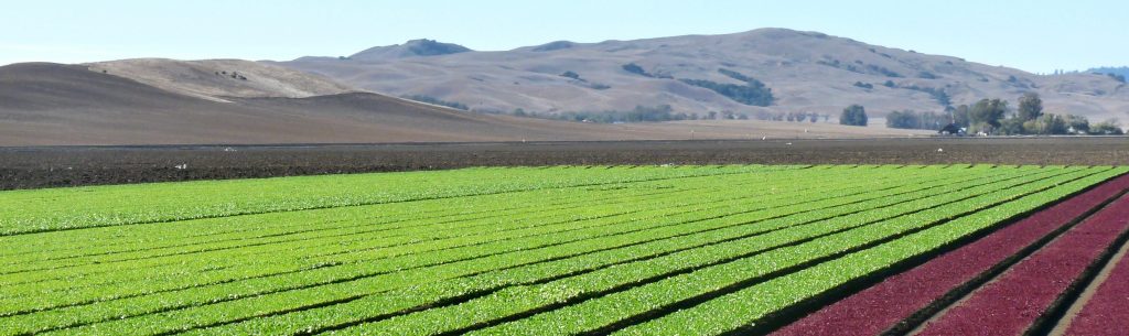New UCCE Advisors Bring Fresh Ideas to Protect Lettuce From INSV, Pythium Wilt