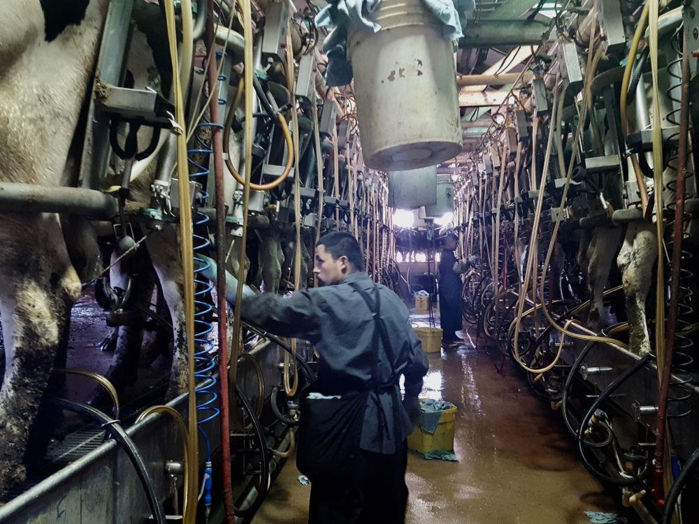 Latino Workers Appreciated on Dairies California Agriculture News Today