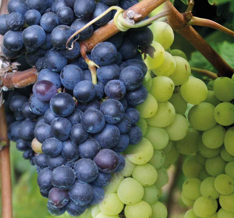 California Table Grape Growers Archives California Agriculture News Today