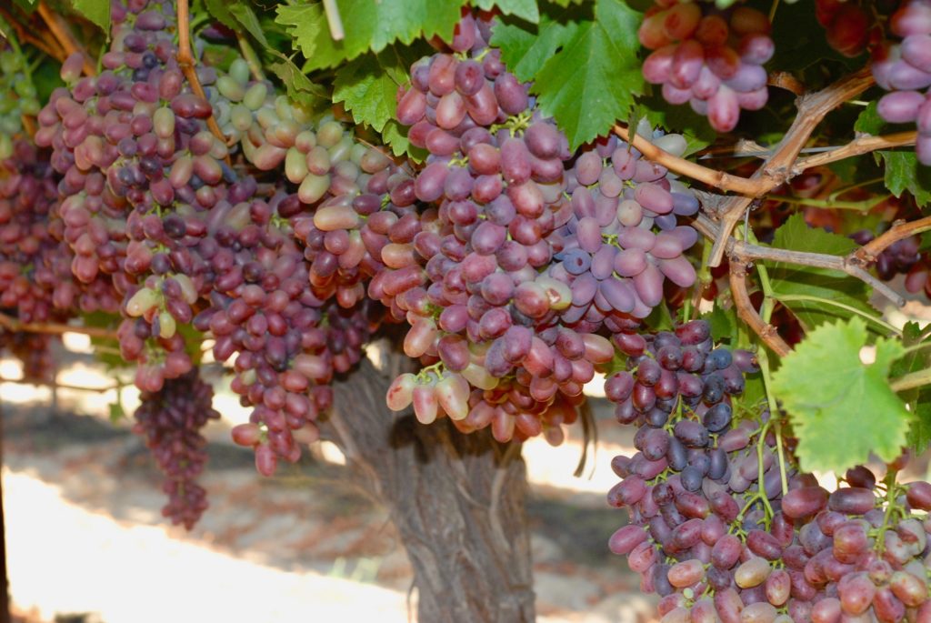 Enjoy California Table Grapes YearRound California Agriculture News