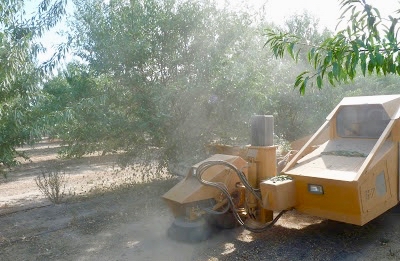 almond harvest