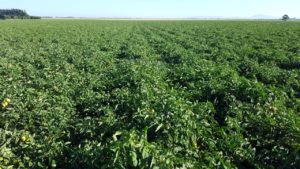 spotted wilt virus abnormal weather