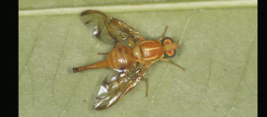 Mexican Fruit Fly