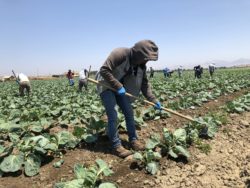 Farm Worker Farm Employee