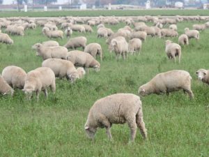 American Lamb