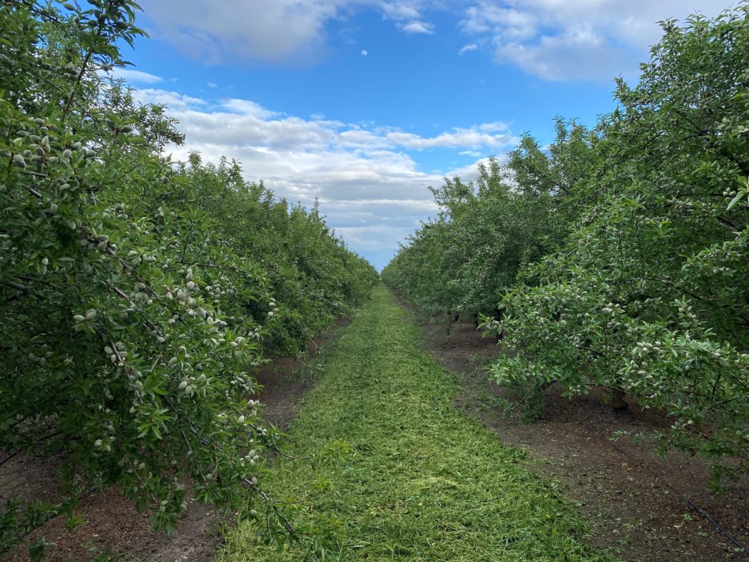 Cover Cropping Help Available - California Agriculture News Today