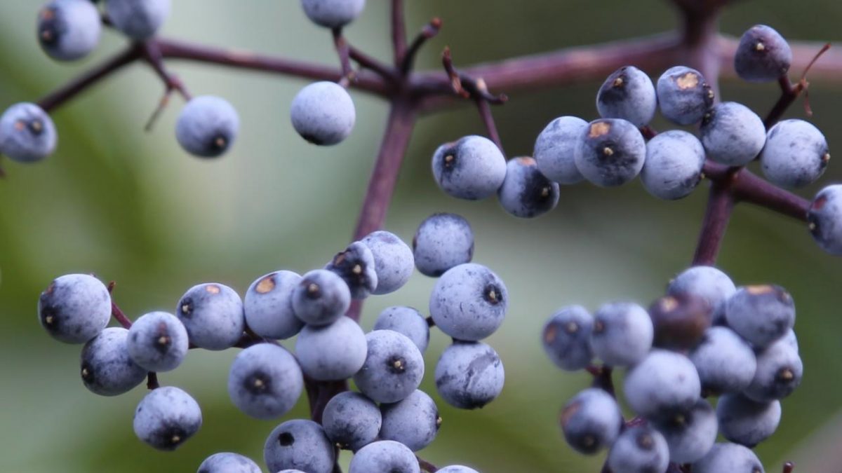 Advice on Blue Elderberry Cultivation Available